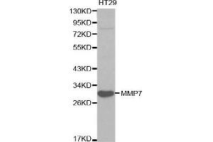 Western blot analysis of HT29 cell lysate using MMP7 antibody. (MMP7 抗体  (AA 18-267))