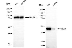 Western blotting analysis using FEN1 antibody (ABIN7798627).