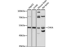 Western blot analysis of extracts of various cell lines, using CHKA antibody (ABIN7266342) at 1:1000 dilution. (Choline Kinase alpha 抗体  (AA 1-170))