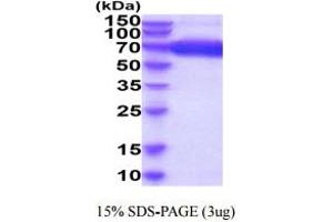 SDS-PAGE (SDS) image for Inducible T-Cell Co-Stimulator Ligand (ICOSLG) (AA 19-256) protein (hIgG-His-tag) (ABIN5854908) (ICOSLG Protein (AA 19-256) (hIgG-His-tag))