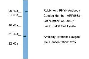 WB Suggested Anti-PHYH  Antibody Titration: 0. (PHYH 抗体  (N-Term))