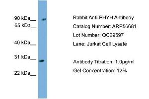 WB Suggested Anti-PHYH  Antibody Titration: 0.