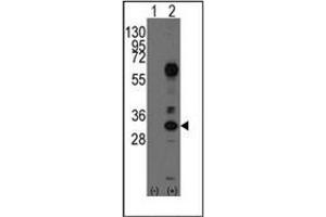Image no. 1 for anti-CD8 (CD8) (AA 66-96), (N-Term) antibody (ABIN356887) (CD8 抗体  (N-Term))