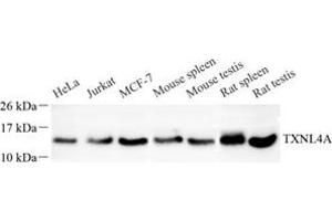 Western blot analysis of TXNL4A (ABIN7075888) at dilution of 1: 200