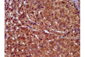 IHC image of ABIN7155077 diluted at 1:400 and staining in paraffin-embedded human adrenal gland tissue performed on a Leica BondTM system. (HPS6 抗体  (AA 221-319))