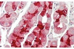 Detection of MUC6 in Human Stomach Tissue using Polyclonal Antibody to Mucin 6 (MUC6) (MUC6 抗体  (AA 2338-2439))