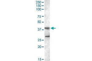 SKAP2 polyclonal antibody  staining (0. (SKAP2 抗体)