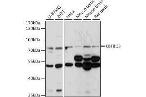 Western blot analysis of extracts of various cell lines, using KBTBD3 antibody (ABIN7268075) at 1:1000 dilution. (KBTBD3 抗体  (AA 520-612))