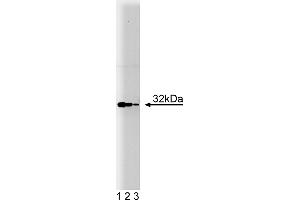 Western Blotting (WB) image for anti-Heme Oxygenase (Decycling) 1 (HMOX1) (AA 150-286) antibody (ABIN968130) (HMOX1 抗体  (AA 150-286))