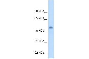 WB Suggested Anti-CYP3A7 Antibody Titration:  2.