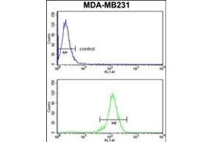 RBBP7 Antibody (N-term) (ABIN652773 and ABIN2842509) flow cytometry analysis of MDA-M cells (bottom histogram) compared to a negative control cell (top histogram). (RBBP7 抗体  (N-Term))