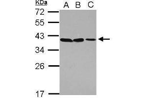 WB Image Sample (30 ug of whole cell lysate) A: A549 B: H1299 C: HCT116 12% SDS PAGE antibody diluted at 1:1000 (POU6F1 抗体)