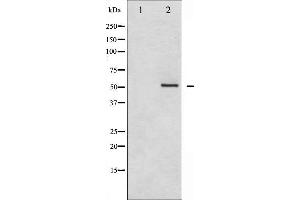 Western blot analysis of HDAC2 phosphorylation expression in NIH-3T3 whole cell lysates,The lane on the left is treated with the antigen-specific peptide. (HDAC2 抗体  (pSer394))