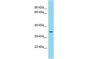 Host: Rabbit Target Name: MEDAG Sample Type: HepG2 Whole Cell lysates Antibody Dilution: 1. (MEDAG 抗体  (Middle Region))