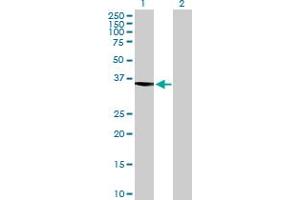 Western Blot analysis of ASTE1 expression in transfected 293T cell line by ASTE1 MaxPab polyclonal antibody.