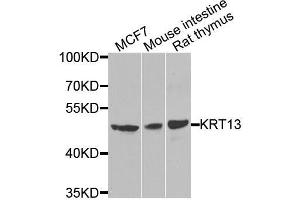 Western blot analysis of extracts of various cell lines, using KRT13 antibody. (Cytokeratin 13 抗体  (AA 269-458))