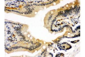 Anti- STAT1 Picoband antibody, IHC(P) IHC(P): Mouse Intestine Tissue (STAT1 抗体  (N-Term))