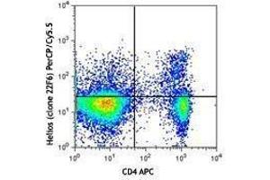 Flow Cytometry (FACS) image for anti-IKAROS Family Zinc Finger 2 (IKZF2) antibody (PerCP-Cy5.5) (ABIN2660194) (IKZF2 抗体  (PerCP-Cy5.5))
