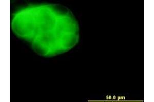 Image no. 3 for anti-dephospho-CoA Kinase Domain Containing (DCAKD) (AA 113-201) antibody (ABIN466243) (DCAKD 抗体  (AA 113-201))