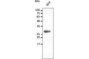 Western Blotting (WB) image for anti-BFP Fluorescent Protein antibody (ABIN7273077) (BFP Fluorescent Protein 抗体)
