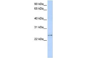 Western Blotting (WB) image for anti-RCAN Family Member 3 (RCAN3) antibody (ABIN2458527) (RCAN3 抗体)