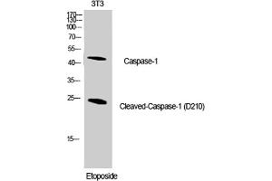 Western Blot analysis of NIH-3T3 cells using Cleaved-Caspase-1 (D210) Polyclonal Antibody diluted at 1:1000. (Caspase 1 抗体  (Cleaved-Asp210))