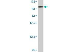 Western Blot detection against Immunogen (86. (SMAD4 抗体  (AA 1-552))