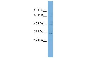 WB Suggested Anti-C1orf111 Antibody Titration:  0. (C1ORF111 抗体  (N-Term))