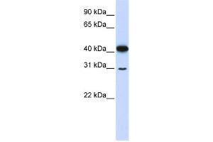 WB Suggested Anti-OVOL2 Antibody Titration:  0. (OVOL2 抗体  (N-Term))