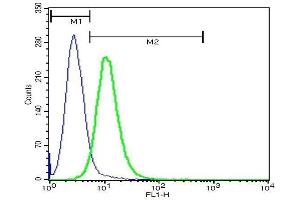 U937 cells probed with Rabbit Anti-LRP1/CD91 Polyclonal Antibody, FITC Conjugated . (LRP1 抗体  (AA 4451-4545))