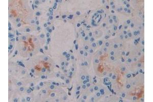 Detection of IFNa4 in Rat Kidney Tissue using Polyclonal Antibody to Interferon Alpha 4 (IFNa4) (IFNA4 抗体  (AA 33-189))