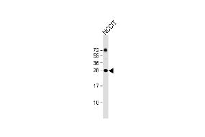Anti-LIN28A Antibody (Center) at 1:4000 dilution + NCCIT whole cell lysate Lysates/proteins at 20 μg per lane.