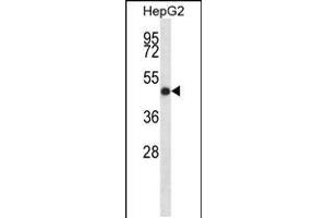 Western blot analysis in HepG2 cell line lysates (35ug/lane). (Indian Hedgehog 抗体  (N-Term))