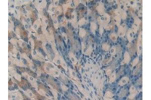 DAB staining on IHC-P; Samples: Mouse Stomach Tissue (HAO1 抗体  (AA 113-369))