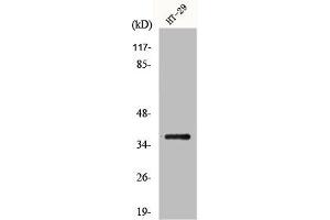 Western Blot analysis of HT29 cells using GIMAP2 Polyclonal Antibody (GIMAP2 抗体  (Internal Region))