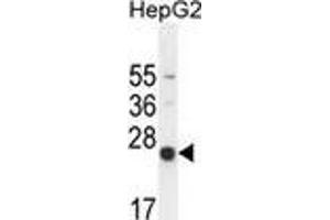 Western blot analysis in HepG2 cell line lysates (35ug/lane) using NUDT15  Antibody (C-term).