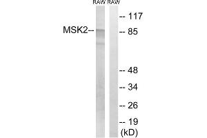 Western blot analysis of extracts from RAW264. (MSK2 抗体  (Thr568))
