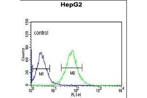 ACER3 Antibody (C-term) (ABIN652900 and ABIN2842581) flow cytometric analysis of HepG2 cells (right histogram) compared to a negative control cell (left histogram). (ACER3 抗体  (C-Term))