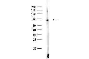 anti-Centromere Protein T (CENPT) (Internal Region) antibody