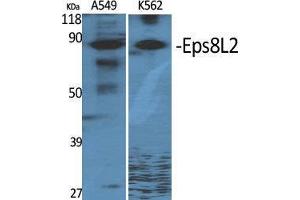 Western Blot (WB) analysis of specific cells using Eps8L2 Polyclonal Antibody. (EPS8-Like 2 抗体  (N-Term))
