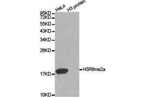 Western blot analysis of extracts of HeLa cell line and H3 protein expressed in E. (Histone 3 抗体  (H3R8me2a))