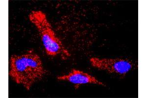 Proximity Ligation Assay (PLA) image for anti-BCL2-Associated X Protein (BAX) (AA 1-192) antibody (ABIN560036)