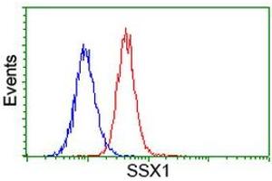 Image no. 2 for anti-Synovial Sarcoma, X Breakpoint 1 (SSX1) antibody (ABIN1501160) (SSX1 抗体)