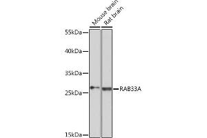 Western blot analysis of extracts of various cell lines, using RA Rabbit pAb (ABIN7269807) at 1:3000 dilution. (RAB33A 抗体  (AA 118-237))