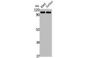 Western Blot analysis of K562 Jurkat cells using Striatin Polyclonal Antibody (Striatin 抗体  (C-Term))