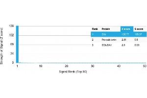 Analysis of Protein Array containing more than 19,000 full-length human proteins using Complement C3d Mouse Monoclonal Antibody (C3D/2891) Z- and S- Score: The Z-score represents the strength of a signal that a monoclonal antibody (Monoclonal Antibody) (in combination with a fluorescently-tagged anti-IgG secondary antibody) produces when binding to a particular protein on the HuProtTM array. (Complement 3d (C3d) (Acute Humoral Rejection Marker) 抗体)