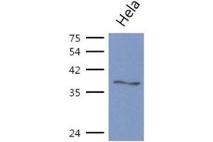 anti-ArsA Arsenite Transporter, ATP-Binding, Homolog 1 (ASNA1) (AA 1-348) antibody
