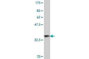 Western Blot detection against Immunogen (36. (SEMA4G 抗体  (AA 24-115))