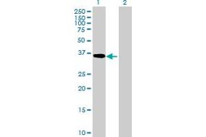 Western Blot analysis of ADH5 expression in transfected 293T cell line by ADH5 MaxPab polyclonal antibody. (ADH5 抗体  (AA 1-374))