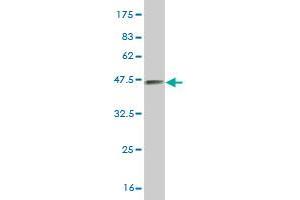 Western Blotting (WB) image for anti-Mitogen-Activated Protein Kinase 11 (MAPK11) (AA 255-364) antibody (ABIN519241)